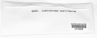 Lophiostoma semiliberum image